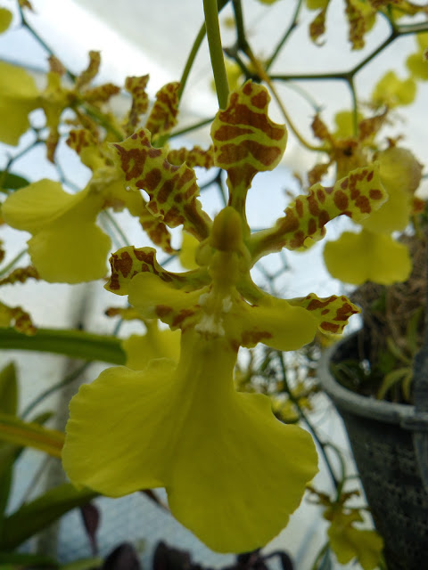 Trichocentrum splendidum P1030903