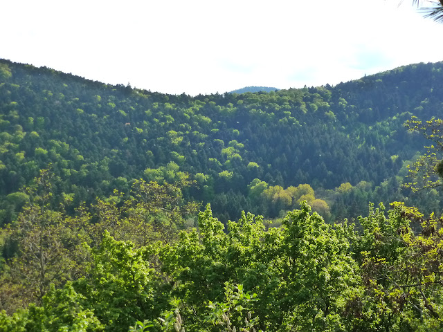 ALSACIA, o  COMO  VIAJAR POR UN MUNDO DE CUENTO, HISTORIA Y LEYENDA - Blogs de Francia - RUTA DE LAS CRESTAS. MUNSTER. GRAND BALLON. EGHISHEIM. RUTA CINCO CASTILLOS (54)