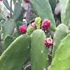 Prickly Pear