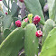 Prickly Pear