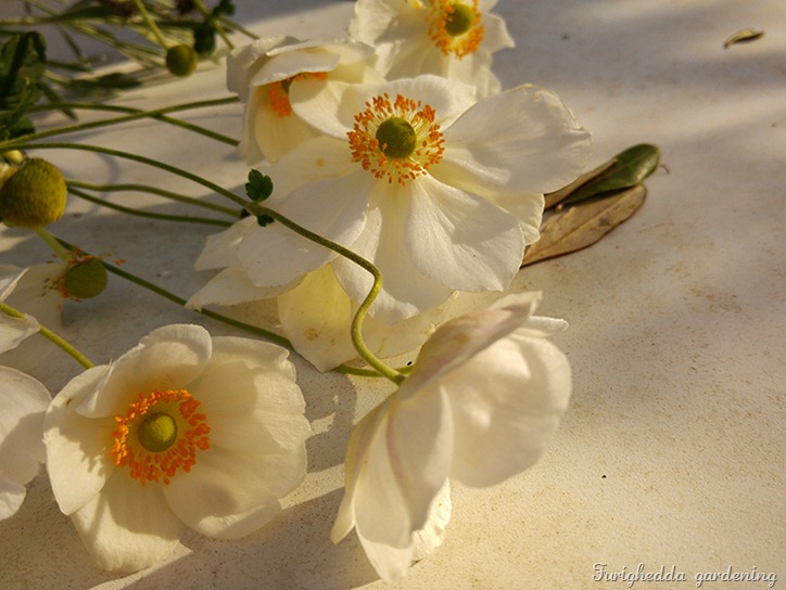 anemone japonica