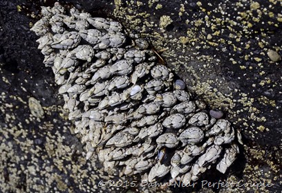 Gooseneck Barnacles