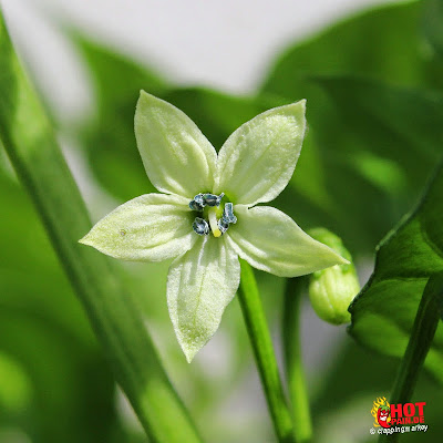 bhut-jolokia-strain-ii_flower.jpg