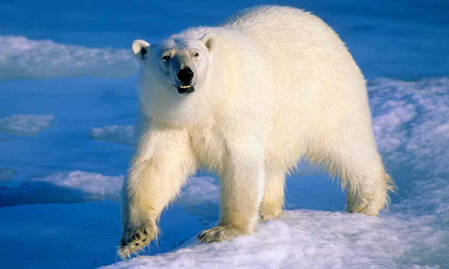 An adult polar bear hunting for seals on the melting pack ice in the Arctic. Photo: Alamy