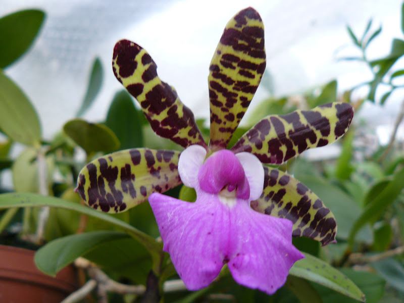 Cattleya aclandiae P1050403