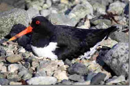 oystercatcher