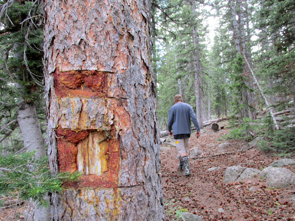 Blazed tree along the Great Western Trail