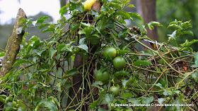 The exotic tropical fruit - Passion Fruit