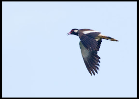 Red Wattled Lapwing