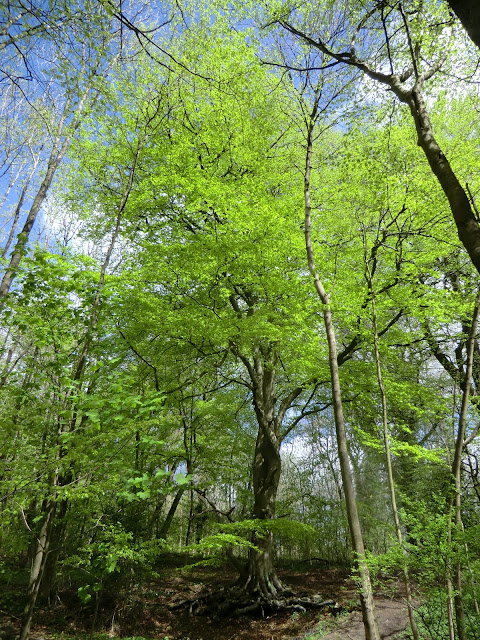 CIMG8014 Marden Park Woods