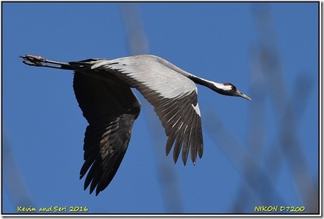 Slimbridge WWT - April