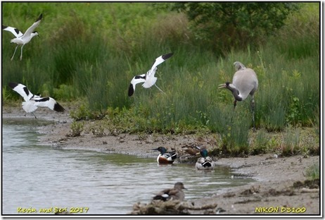 Slimbridge WWT - May