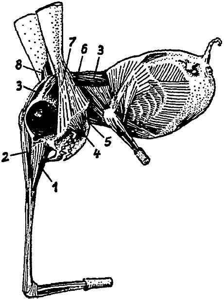 파일:external/www.sivatherium.narod.ru/19.gif