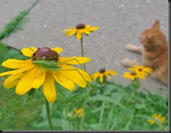 Insects, cat and Flowers....What a great shot.