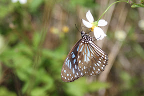 Butterfly on a flower