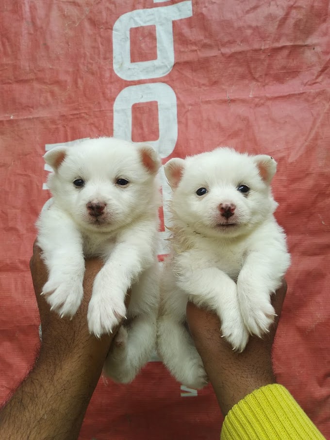 Pomeranian pups in Jalandhar & Chandigarh