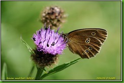 Draycote Meadows - July