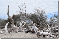 Driftwood trees 2