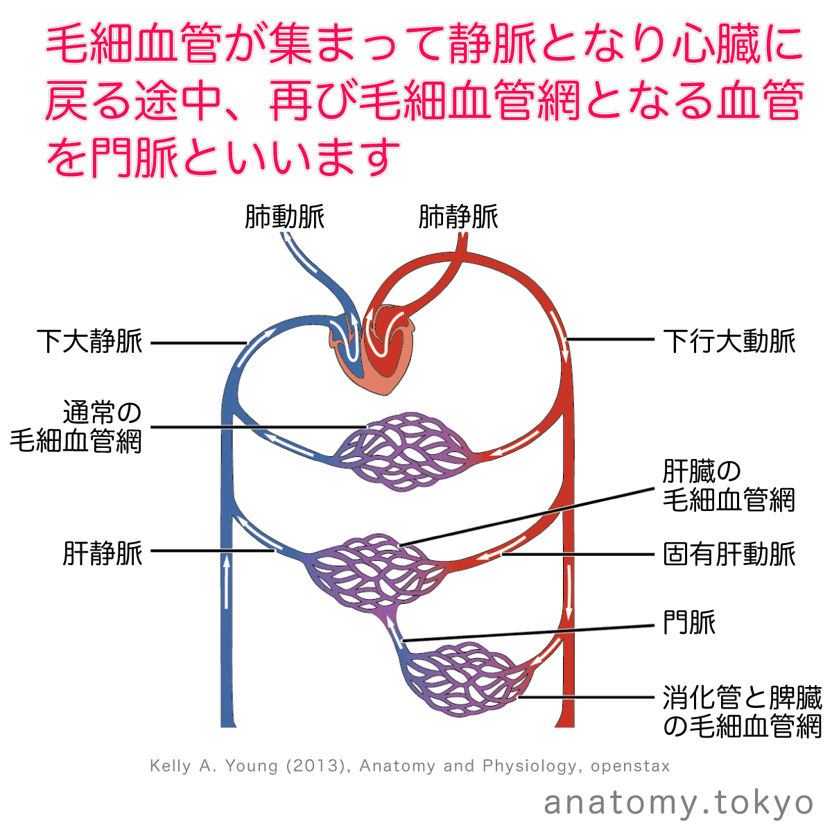 循環 生理 で 正しい の は どれ か