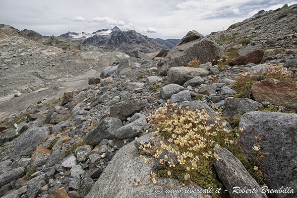 26-2017-07-27_Valmalenco_104