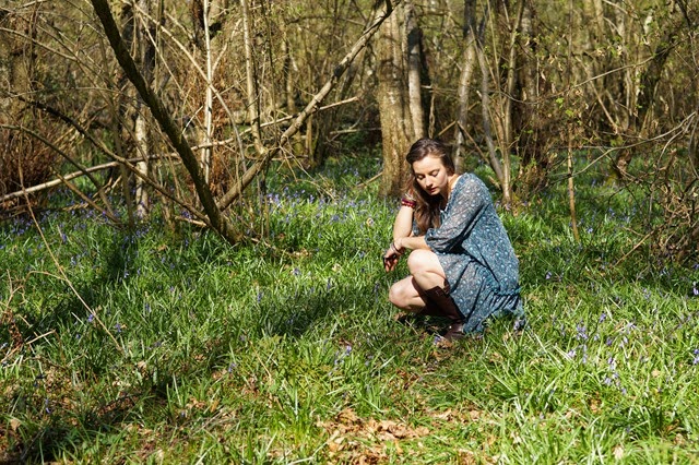 bluebells in the woods in spring