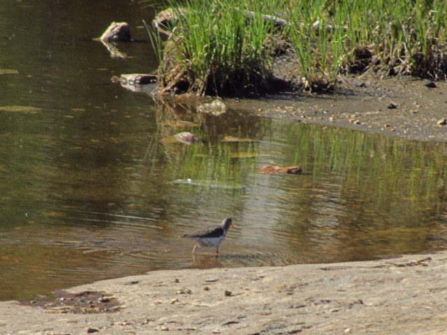 bird wading through the shallows of a pool