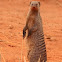 Banded mongoose