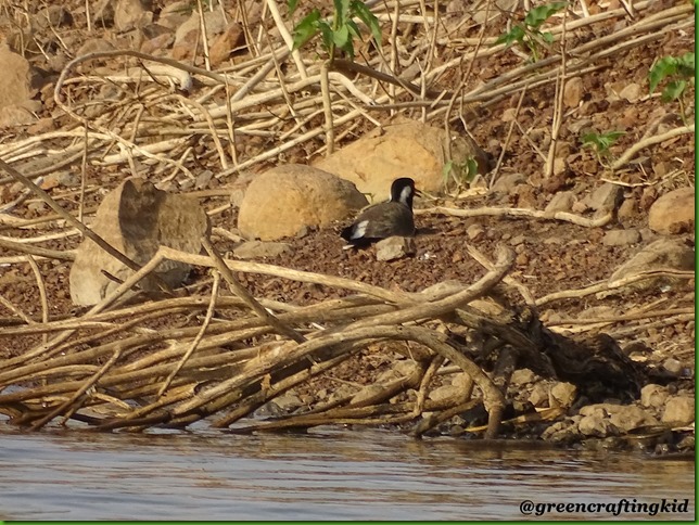 Red wattled incubating