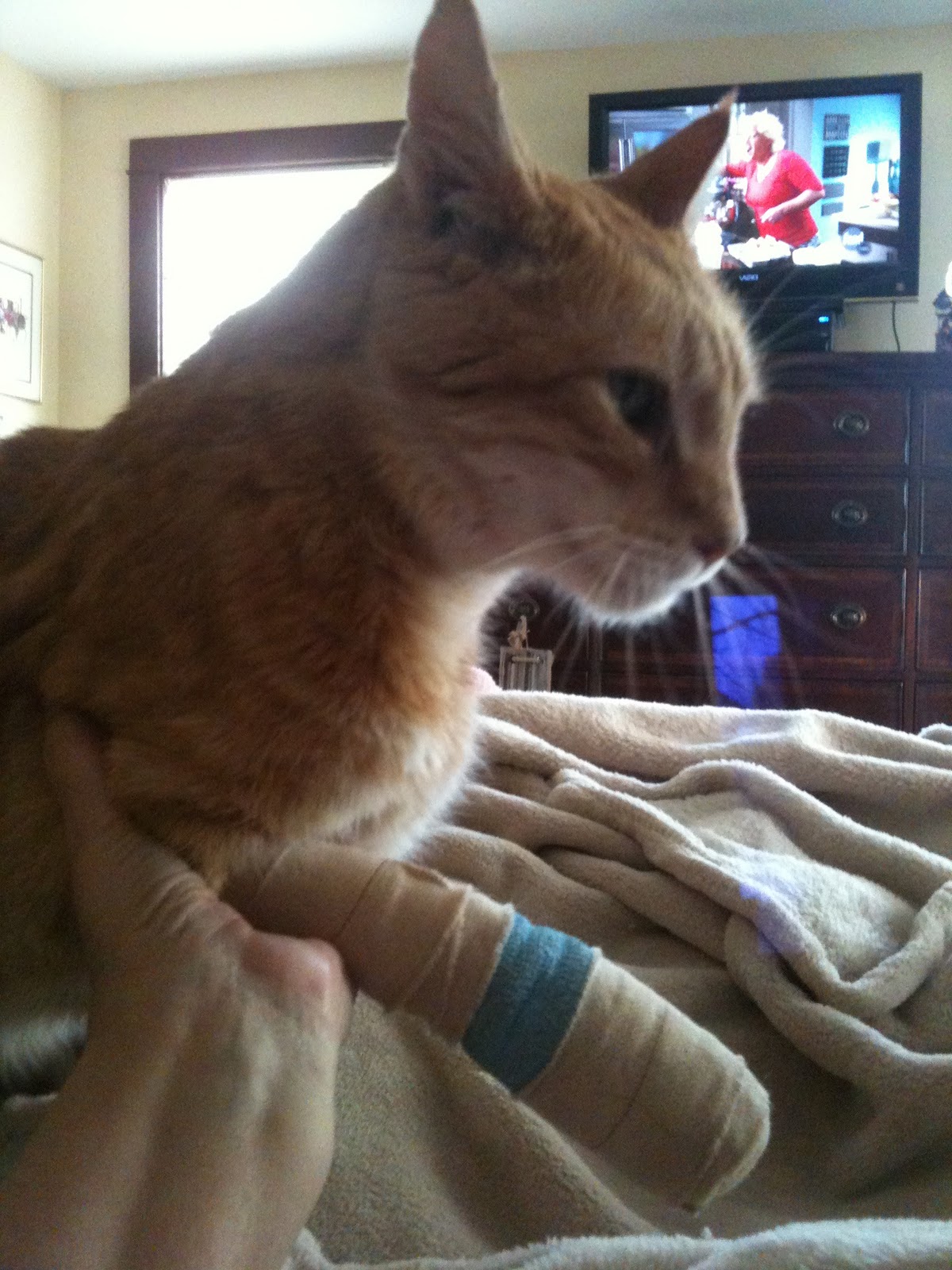 It's Random, But Relevant To Me My Cat Morphine, Epsom Salt and