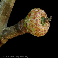 Quercus rubra young friut - Dąb czerwony niedojrzały owoc