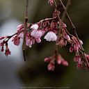 氷室神社,桜(K32_6323)200 mm,F5,1-100 秒,iso100_2016yaotomi.jpg