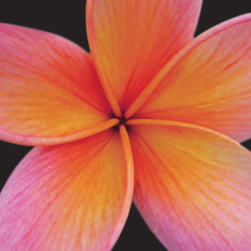 Frangipani Living logo