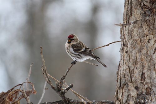 The Redpolls are here