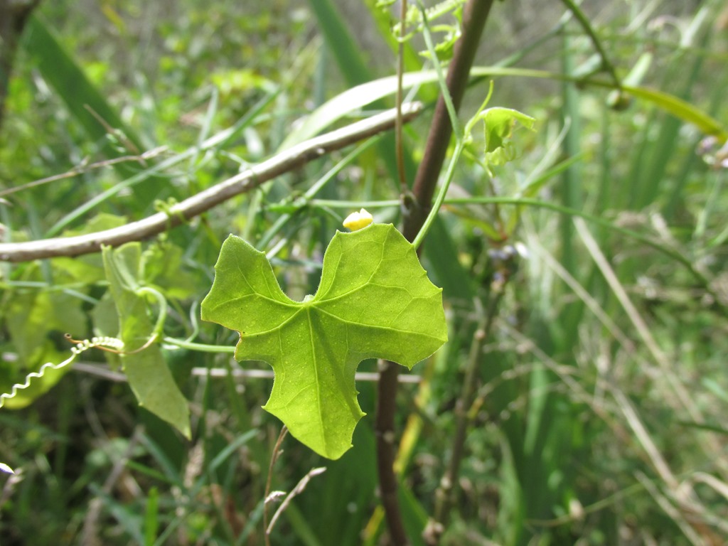 [Creeping-Cucumber-Melothria-Pendula-%5B1%5D]