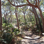 Trees leaning over the track (175752)