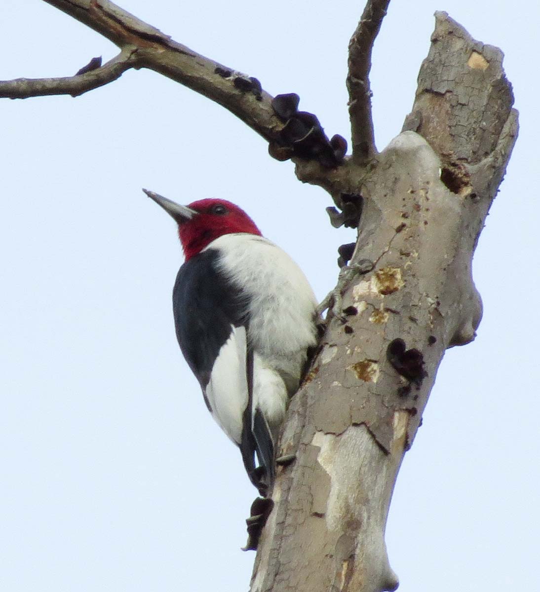 Red-headed Woodpecker