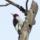 Red-headed Woodpecker