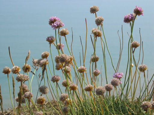 walk 25 flowers and sea 