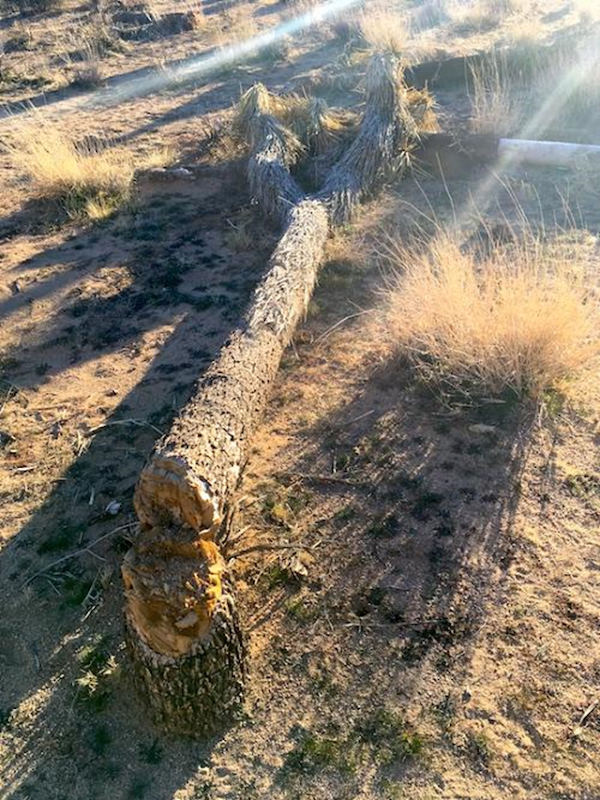 Vandals cut down this Joshua tree in Joshua Tree National Park in January 2019, during the partial government shutdown. Photo: NPS