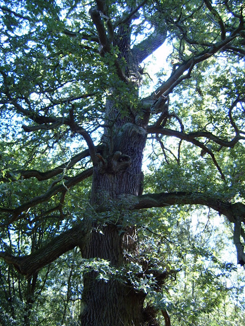 old tree trunk 1 