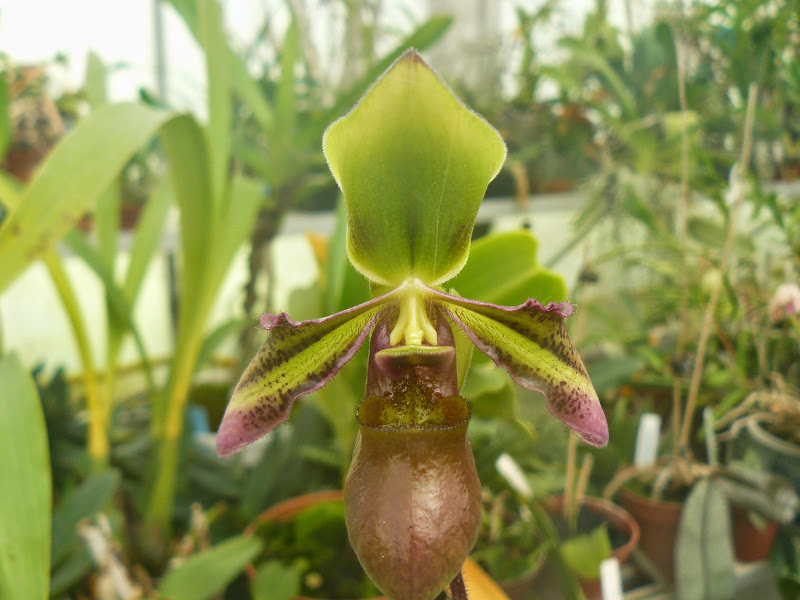 Paphiopedilum hookerae var. volonteanum P1050170