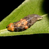 Hoverfly larva