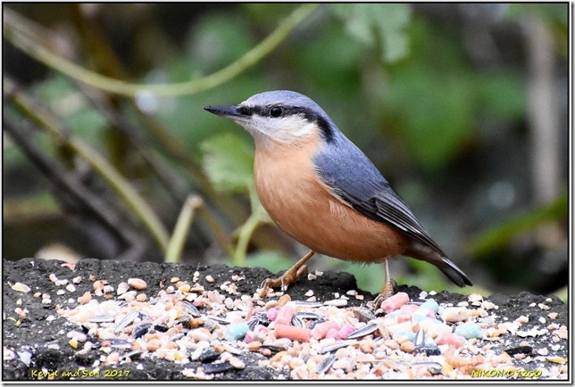 RSPB Middleton Lakes - November