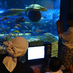 underwater camera control at the Shinagawa Aquarium in Shinagawa, Japan 