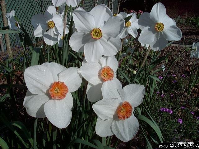 Narcissus ( Narcisse )