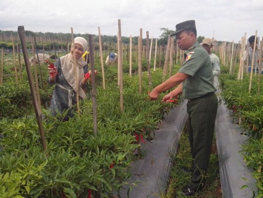 Babinsa Kodim Ngawi Bersama Petani Panen Cabai