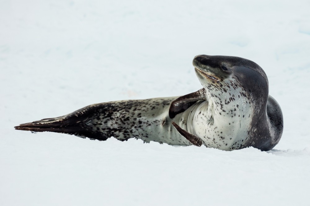 파일:external/upload.wikimedia.org/Antarctic_Sound-2016-Brown_Bluff%E2%80%93Leopard_seal_%28Hydrurga_leptonyx%29_04.jpg