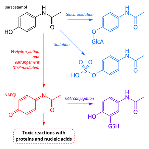 %2525221024px-Paracetamol_metabolism.svg.png%252522.png#s-500,500