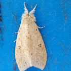 Tussock Moth