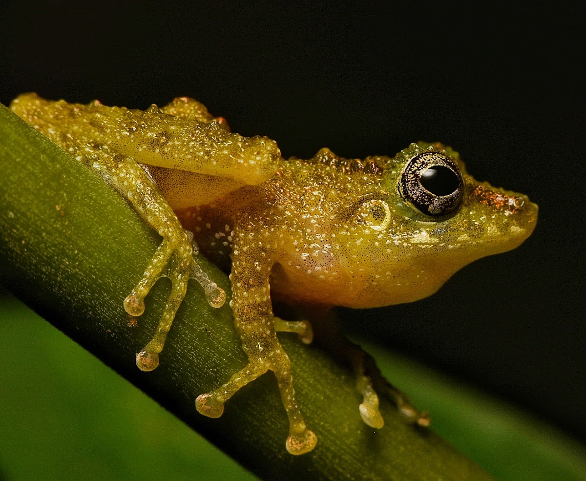 Covert Bush Frog